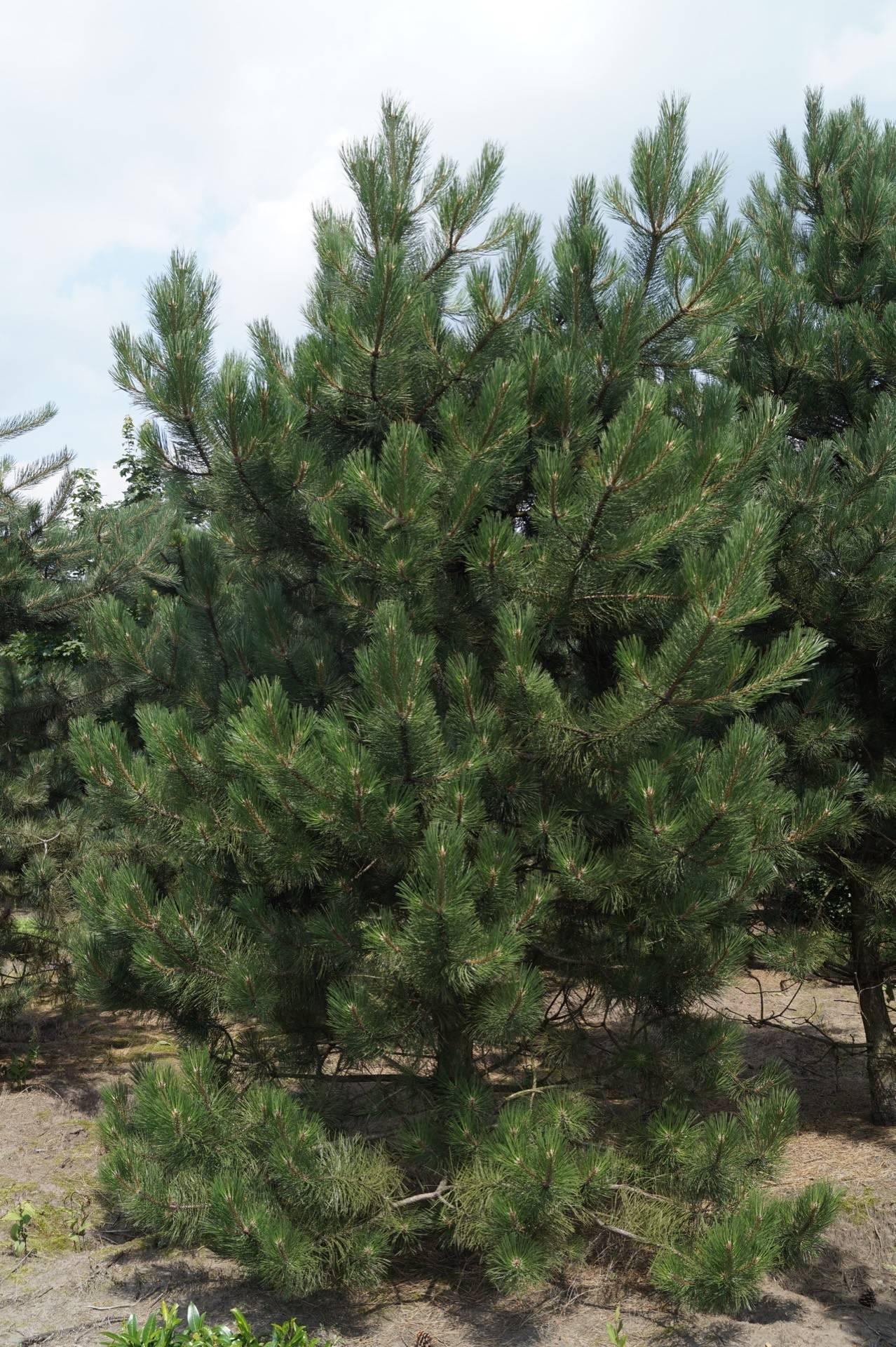 Pinus nigra nigra_03